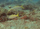 Zeebarbelen zwemmen tussen het koraal