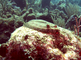 Pauwbotvissen liggen op hersenkoraal en zwemmen weg over de bodem