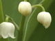 Close-up van bloeistengel van lelietje-van-dalen
