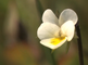 Bloemen van het akkerviooltje in close-up