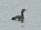 Parelduiker in haven en op zee