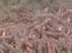 Schelpkokerworm filterend in de zandbodem