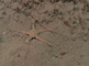 Gewone slangster wandelend over een zanderige zeebodem