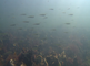 Grote school koornaarvis die jagend foerageren tussen het zeewier